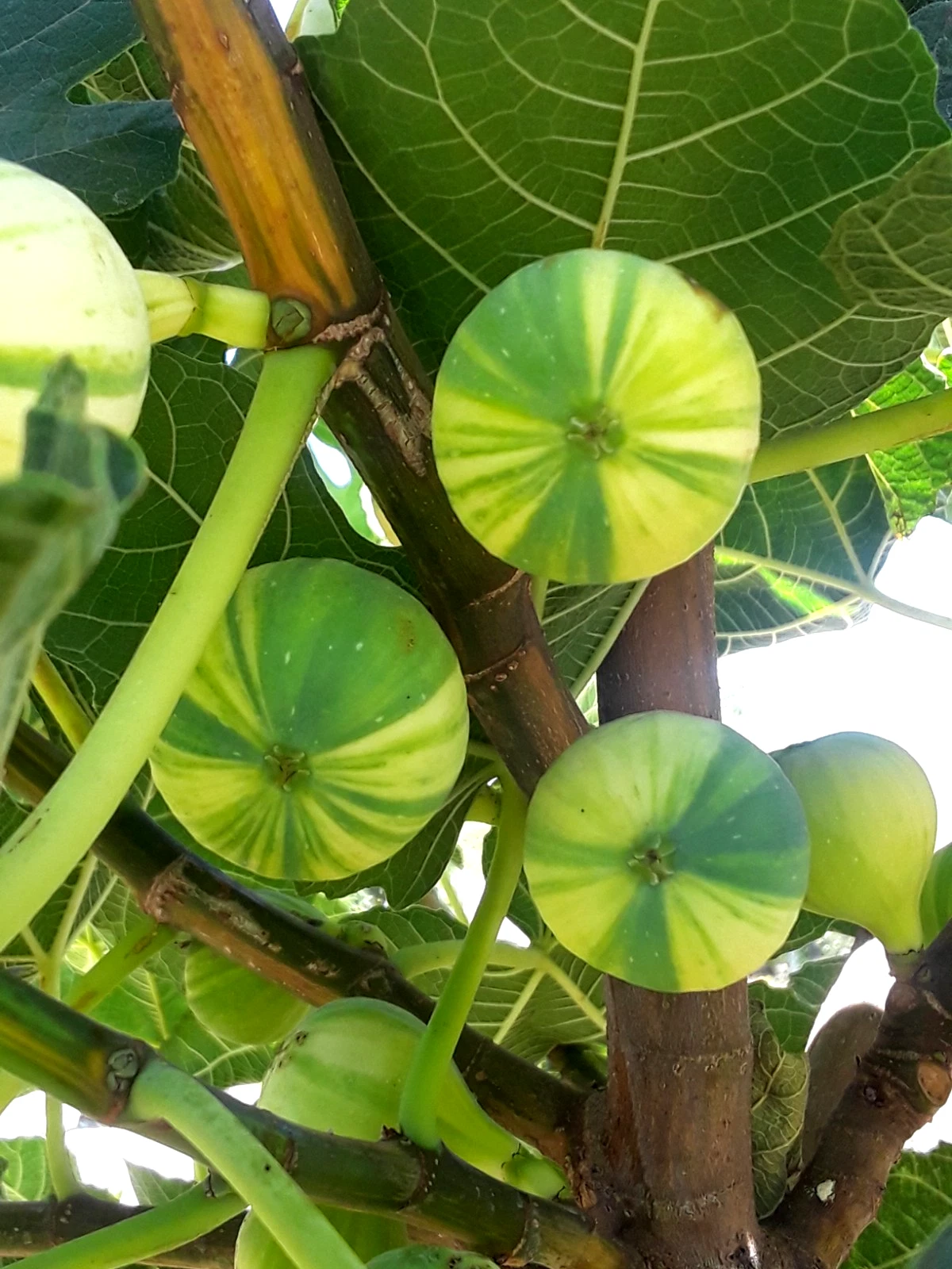 Panaché Fig Cuttings – 3 Unrooted Variegated Ficus carica Fruit Tree Propagation Cuttings