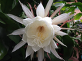Queen of the Night Epiphyllum Oxypetalum Cuttings – 2 Live Night-Blooming Cactus Stems for Indoor Propagation