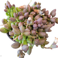 String of Watermelon Succulent Cuttings – Unrooted Senecio herreianus Trailing Plant for Propagation