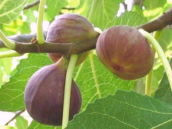 Brown Turkey Fig Cuttings – 3 Live Extra-Large Ficus carica Cuttings for Rooting