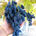 Lady Finger Grape Vine Cuttings – 10 Unrooted Moon Drop Black Seedless Climbing Vines