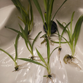 Green Spider Plant Pups – Non-Variegated Chlorophytum comosum – Live Rooted Cuttings for Indoor Houseplants, Easy Care