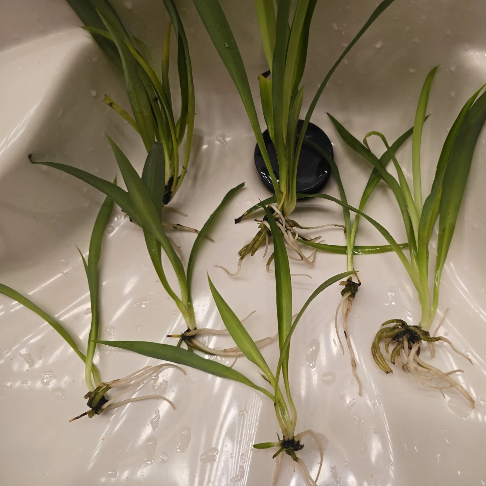 Green Spider Plant Pups – Non-Variegated Chlorophytum comosum – Live Rooted Cuttings for Indoor Houseplants, Easy Care