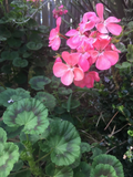 Salmon Pink Zonal Geranium Cuttings – Pelargonium × hortorum Live Unrooted Propagation Starter Plants, 8-Inch Length