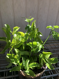 Passion Fruit Vine Cuttings – 3 Unrooted Passiflora edulis Climbing Vines for Propagation and Planting