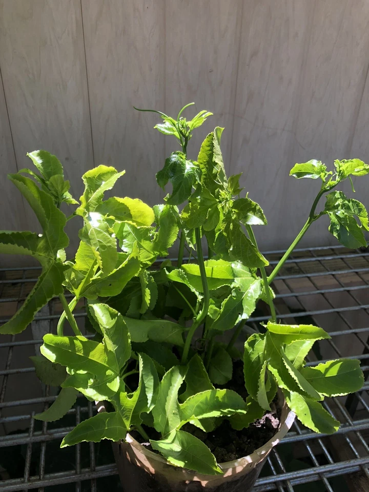 Passion Fruit Vine Cuttings – 3 Unrooted Passiflora edulis Climbing Vines for Propagation and Planting