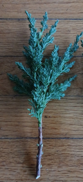 Green Mound Juniper 10 Pre-Bonsai Cuttings 6-8 Inch for Bonsai Training & Shaping