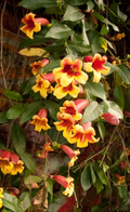 Crossvine Cuttings – 12 Unrooted Bignonia capreolata Flowering Vine Propagation Live Plant Material