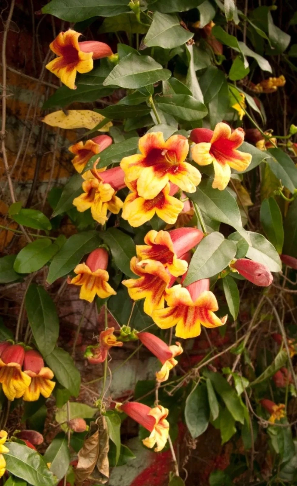 Crossvine Cuttings – 12 Unrooted Bignonia capreolata Flowering Vine Propagation Live Plant Material