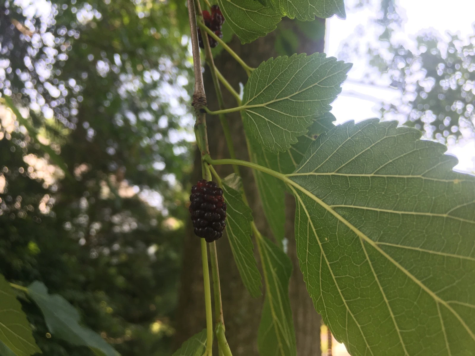 Mulberry Hardwood Cuttings – 50 Live Morus Propagation Cuttings, Fruit Tree, 5-10 Inches, Rooting for Garden or Container Planting