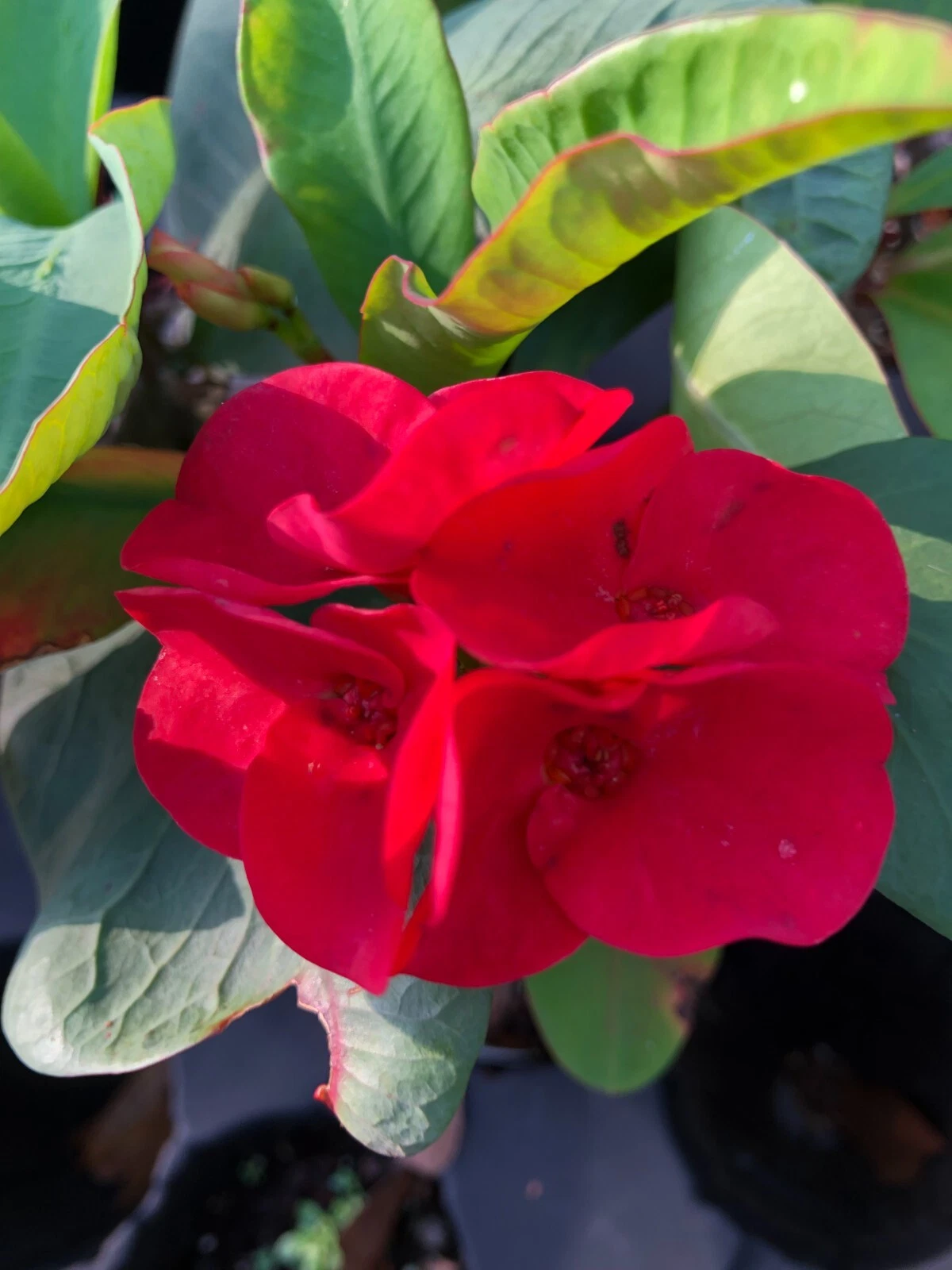 Rooted Crown of Thorns Cutting – Thai Hybrid Euphorbia milii Red Flower Succulent Plant for Garden or Container