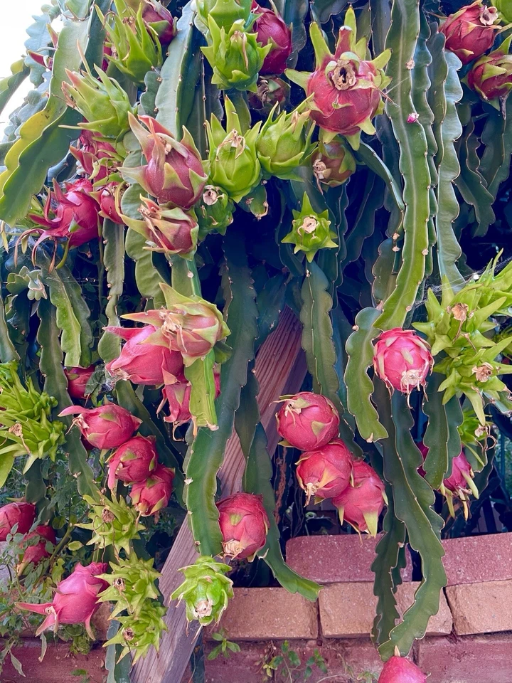 American Beauty Dragon Fruit Cuttings – 2 Unrooted Red Flesh Pitaya Cactus for Propagation, 8–10 Inches
