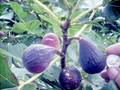 Nero 600M Fig Tree Cuttings – 25 Hardwood Stems for Rooting, Cold Hardy, Fruitful Ficus carica Propagation