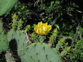 Engelmann’s Prickly Pear Cactus Cutting – Opuntia engelmannii Live Unrooted Pad for Propagation