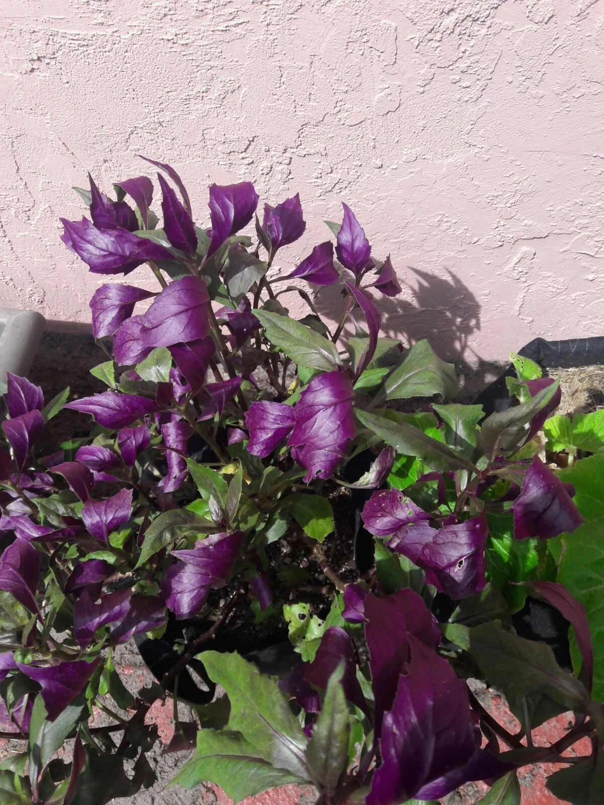 Okinawa Spinach Cuttings - Gynura bicolor Live Plant, 8 Unrooted Cuttings 5 Inches Long