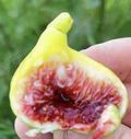 White Adriatic Fig Tree Cuttings – 3 Live Ficus Carica Propagation Cuttings for Garden or Container Planting