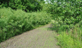 Austree Hybrid Willow Cuttings – Fast-Growing Salix for Privacy Hedges, Windbreaks & Landscaping