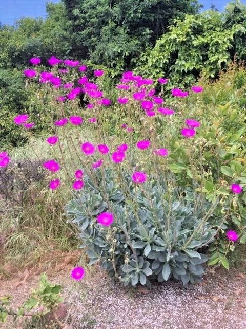 Rock Purslane Cuttings - 6 Live Calandrinia spectabilis Cuttings with Magenta Purple Flowers
