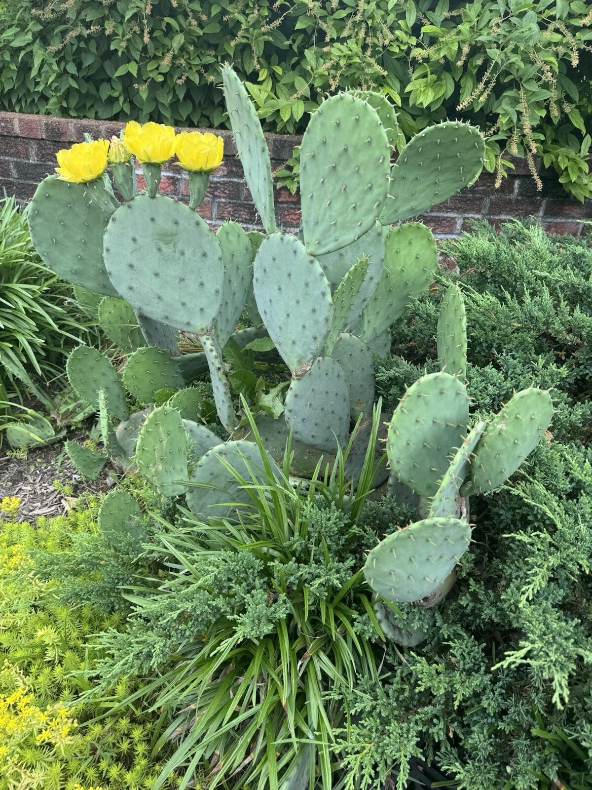 Opuntia humifusa Pads – 2 lbs Cold Hardy Eastern Prickly Pear Cactus Live Planting Pads for Drought Tolerance