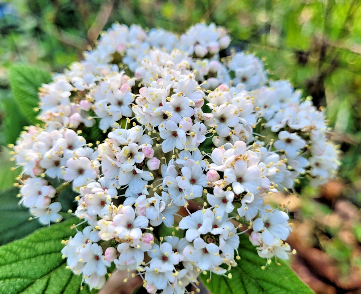 Viburnum ‘Allegheny’ Cuttings – 6 Unrooted Flowering Shrub Propagation Material, Viburnum x rhytidophylloides