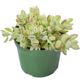 Cotyledon pendens - Rare Trailing Succulent in 4" Pot for Indoor Hanging Decor
