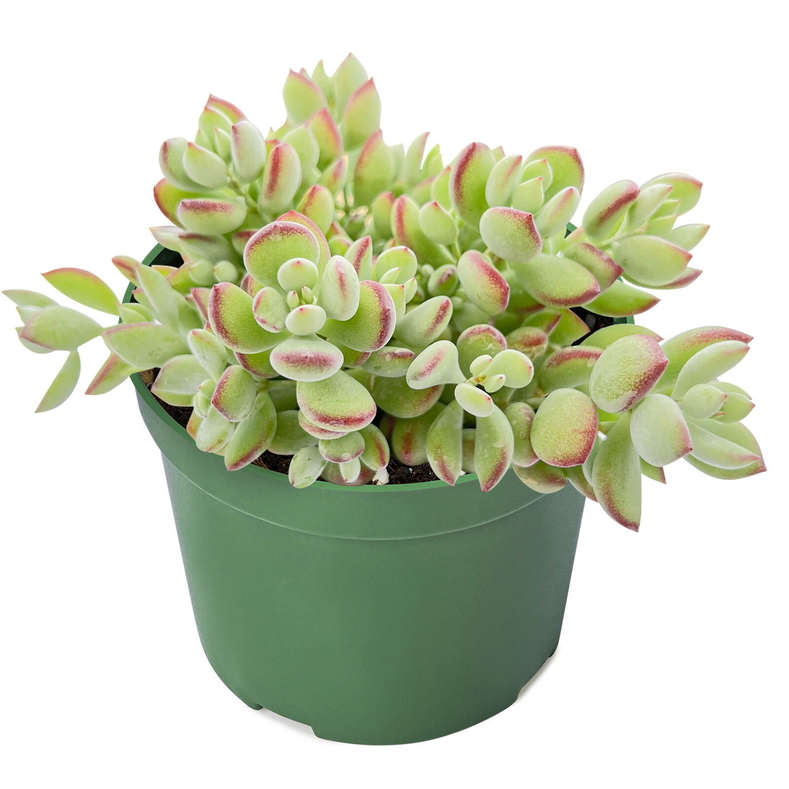 Cotyledon pendens - Rare Trailing Succulent in 4" Pot for Indoor Hanging Decor
