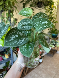 Silver Pothos Cuttings – 4 Unrooted Single-Node Leaf Propagation Cuttings – Scindapsus pictus ‘Argyraeus’ Indoor Houseplant