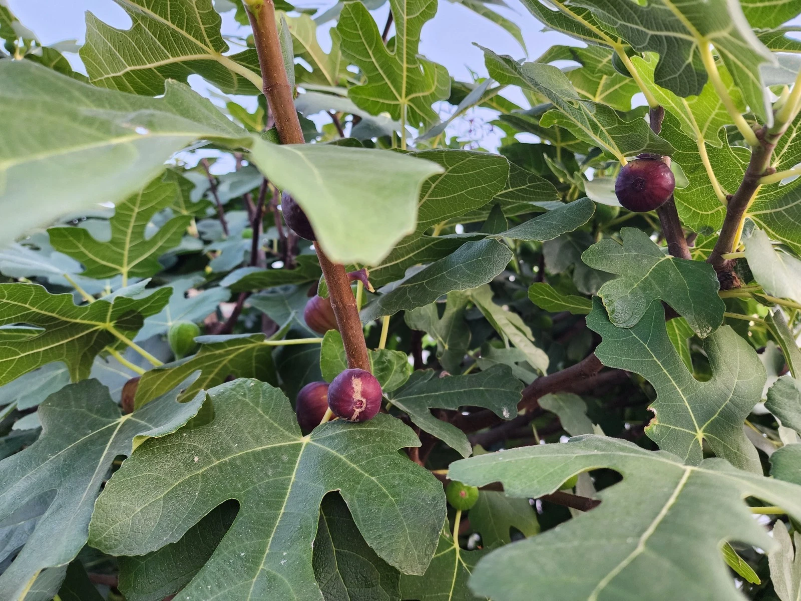 Fig Tree Cuttings Italian Ponza - 6 Live Ficus Carica Cuttings for Planting