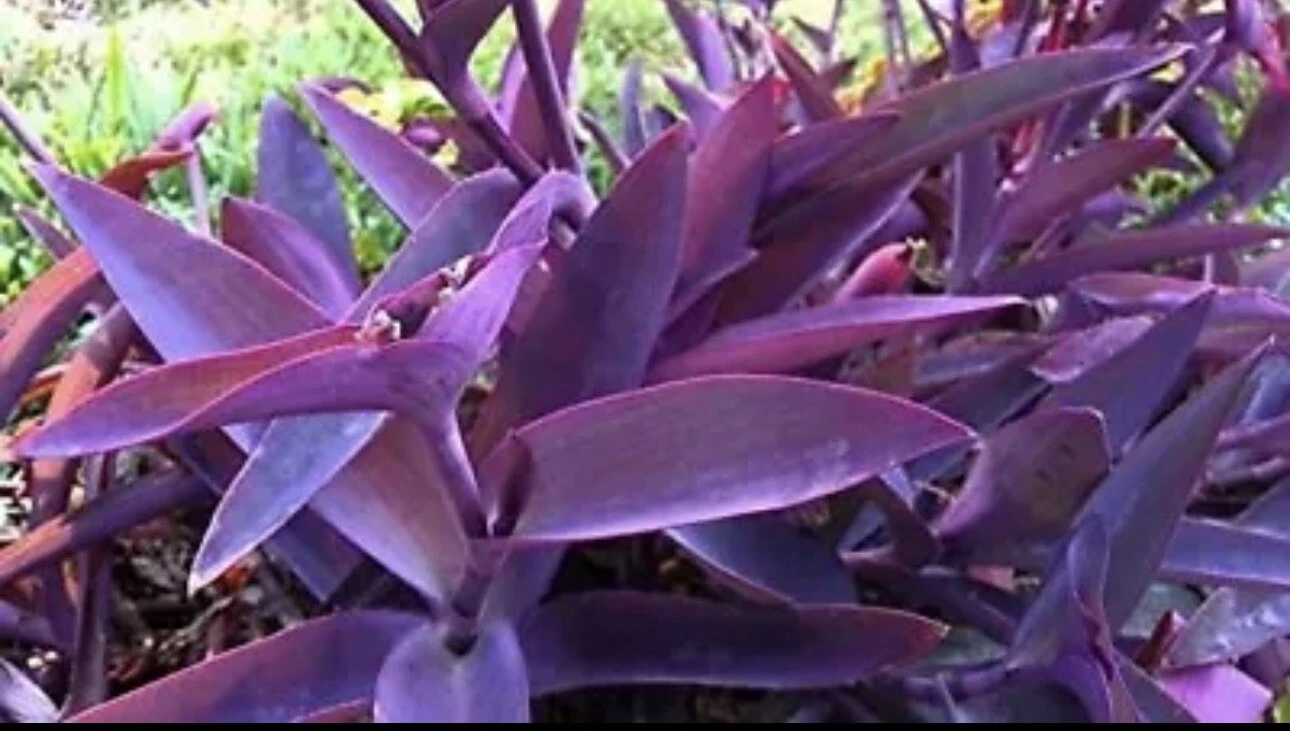 Purple Heart Plant Cuttings – 5 Unrooted Tradescantia pallida Trailing Foliage Starter Plants for Indoor & Outdoor Gardens