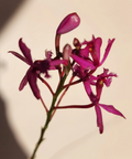 Epidendrum Radicans Fire Star Orchid – Rooted Keiki Plant with Purple Lavender Flowers, Easy-Care Indoor/Outdoor Orchid