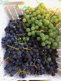 Grape Cuttings – 25+ Assorted Unrooted Hardwood Vitis Cuttings for Rooting or Grafting