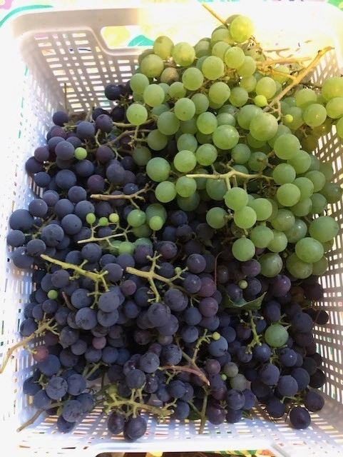 Grape Cuttings – 25+ Assorted Unrooted Hardwood Vitis Cuttings for Rooting or Grafting
