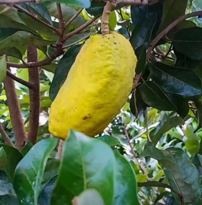 Olosapo Cutting 6+ Inch Unrooted Stem Propagation Couepia polyandra Tropical Fruit Tree