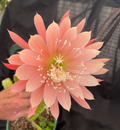 Epiphyllum Orange Fiesta - Two Rooted Orchid Cactus Plants in 3" Pots