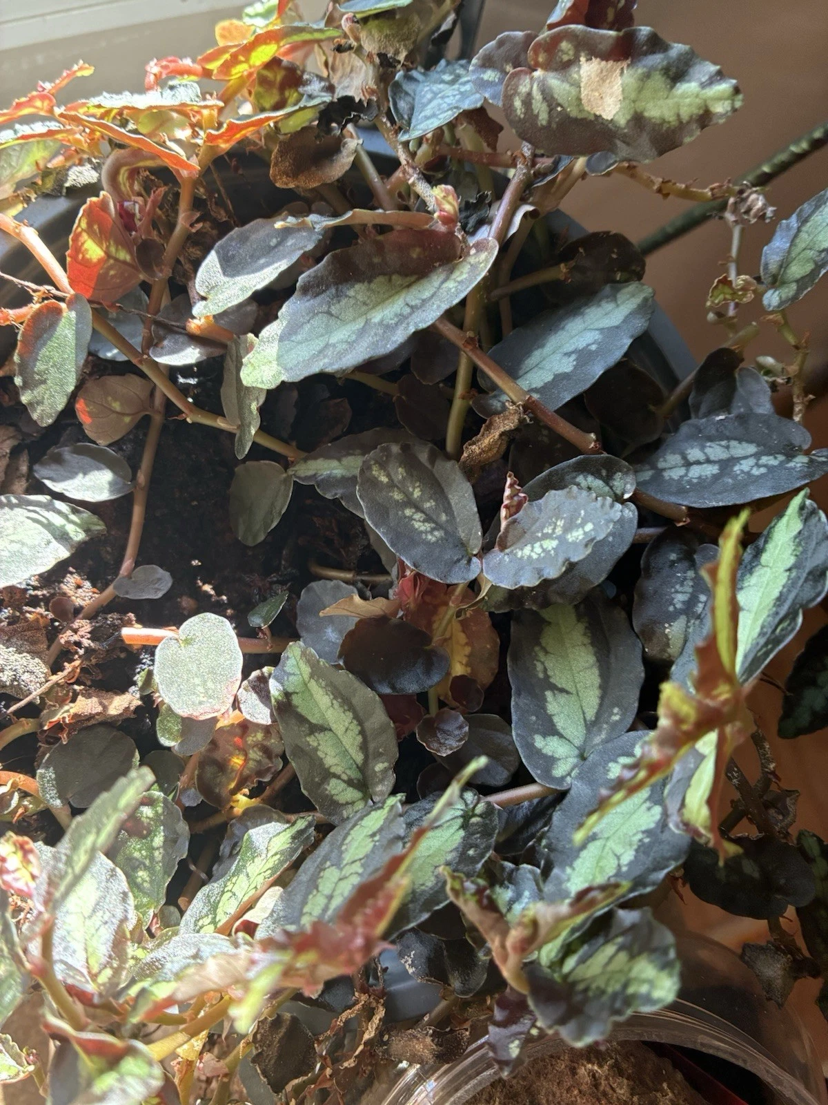 Pellionia Repens Trailing Houseplant – Watermelon Vine Indoor Plant for Hanging Pots and Shelves