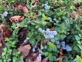 Ceanothus Horizontalis Cuttings – California Lilac Live Organic Shrub Cuttings for Propagation