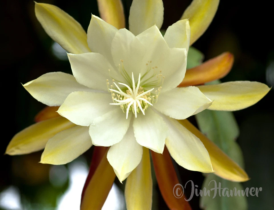Epiphyllum Orchid Cactus Cutting – 8–10 Inch Live Propagation Plant for Hanging Baskets, Epiphytic Cactus, Vista Sun Variety