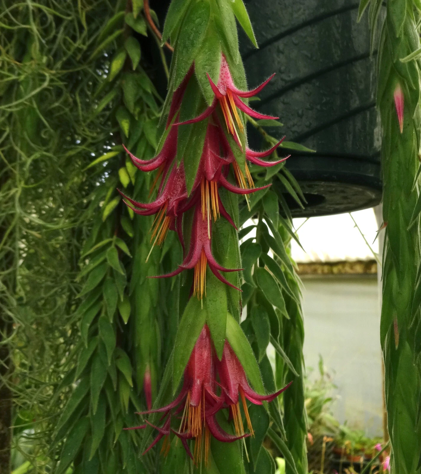 Ceratostema rauhii Live Plant – Trailing Ornamental Vine for Hanging Baskets and Containers