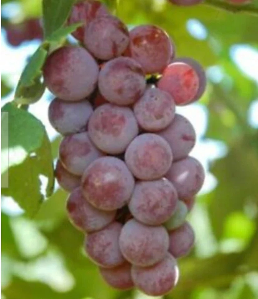 Somerset Seedless Grape Cuttings – 6 Unrooted Vitis spp. Propagation Climbing, Cold Hardy, Seedless Fruit