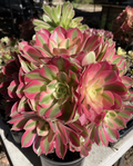 Aeonium Pink Witch Succulent Cutting – 2.5" Rosette, Colorful Pink & Green, Live Propagation Plant, Aeonium Hybrid