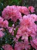 Hampton Beauty Azalea Starter Plant – Deciduous Rhododendron Shrub for Garden or Container, Pink Flowers, Rhododendron spp.