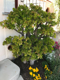 Crassula Ovata Jade Plant Cutting – Large 8" Deep Green Branching Succulent for Indoor Growing and Rooting
