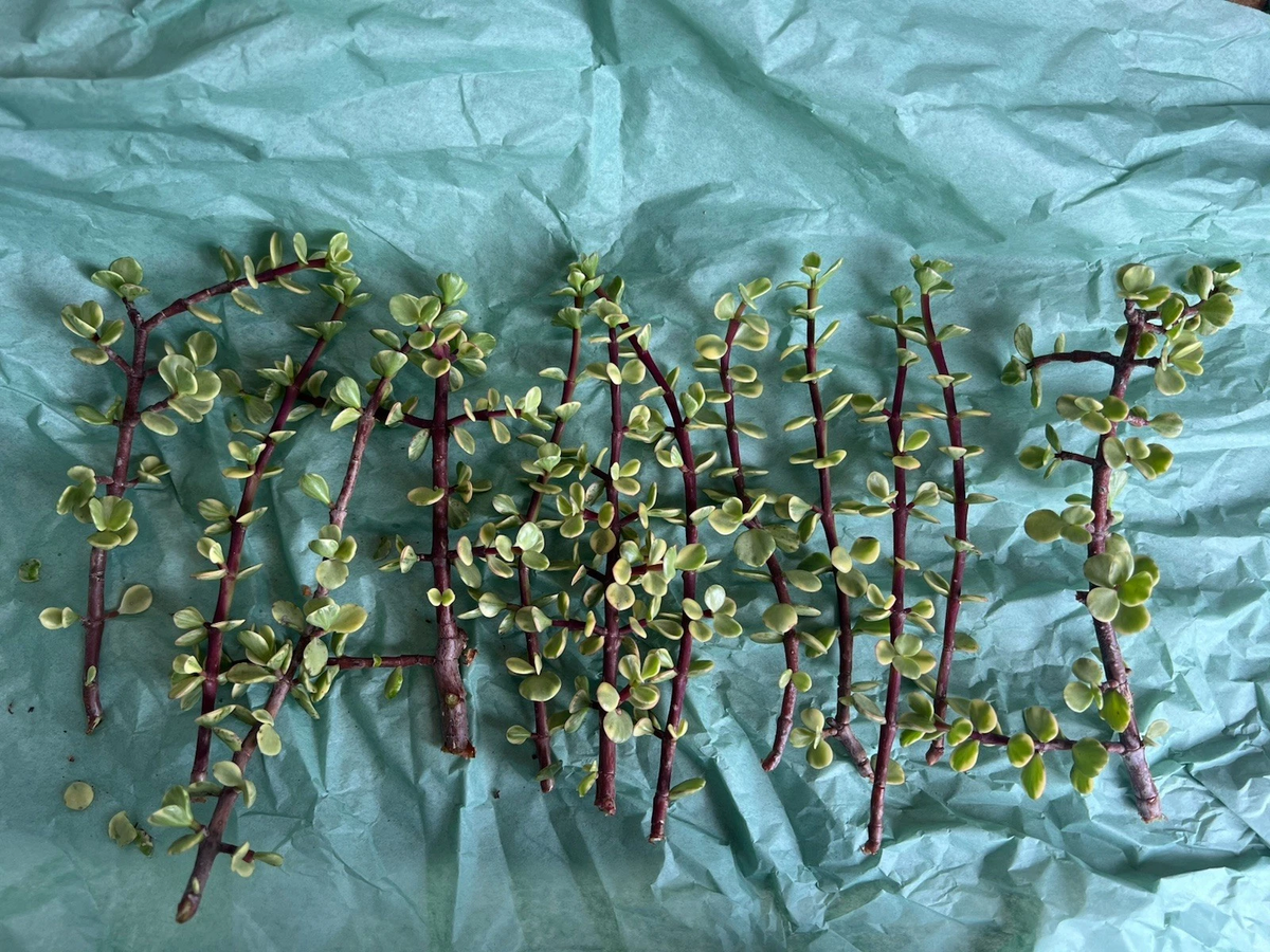 Portulacaria afra Variegata – 12 Fresh Cuttings of Variegated Elephant Bush Succulent