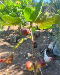 LSU Purple Fig Scion Cuttings – Ficus carica, Unrooted Live Grafting Propagation for Home Orchards