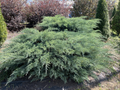 Grey Owl Spreading Juniper Cuttings - 30 Fresh 6-7 Inch Unrooted Evergreen Shrub Cuttings