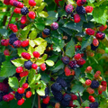 Apache Thornless Blackberry Live Starter Plug – Rubus fruticosus, Thornless, Cold-Hardy Fruit Bush for Home Garden & Berry Growing