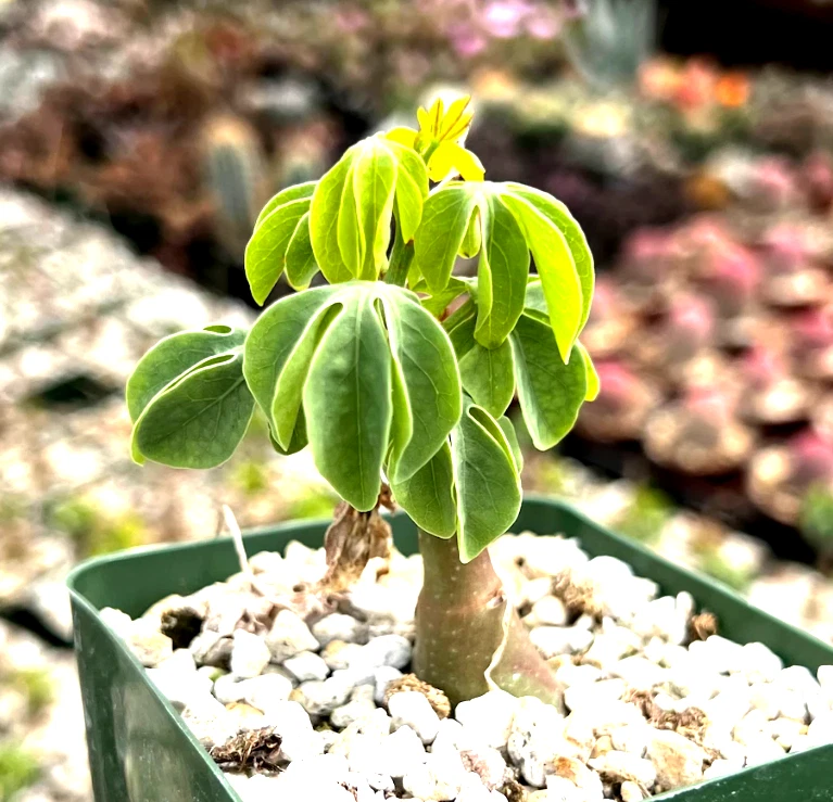 Adenia glauca Succulent Caudex Plant in 3.5" Pot, Unique Climbing Houseplant for Indoor Growing, Rare Exotic Succulent