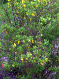 Forsythia Bush Cuttings Set of 12 – Unrooted Flowering Shrub Propagation, Yellow Flowers, Forsythia spp.