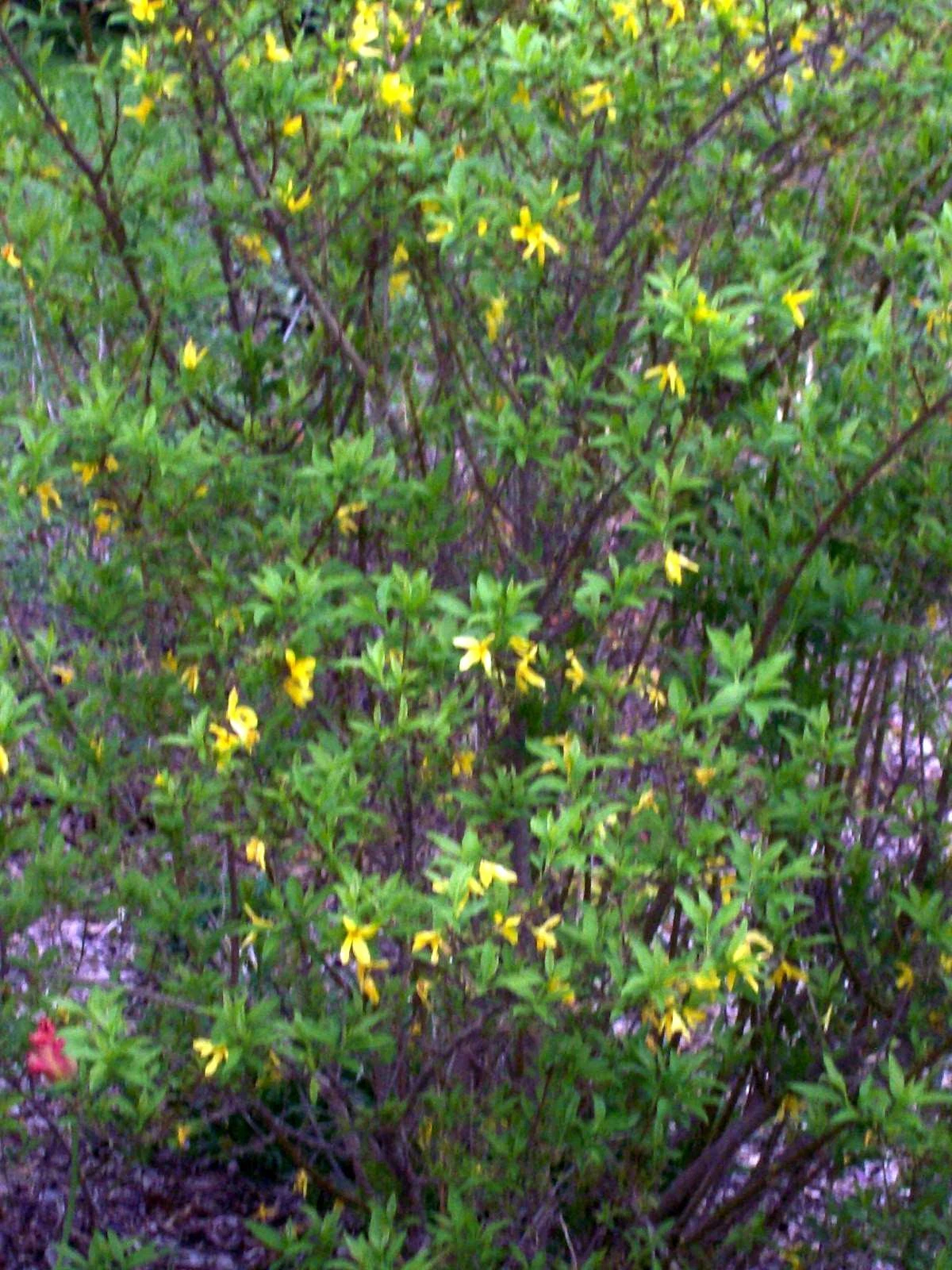 Forsythia Bush Cuttings Set of 12 – Unrooted Flowering Shrub Propagation, Yellow Flowers, Forsythia spp.