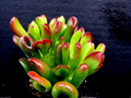 Ogre Ears Jade Plant Cutting – Crassula ovata ‘Gollum’ Succulent Stem with Red Tips, Live Unrooted Succulent for Pots & Gardens